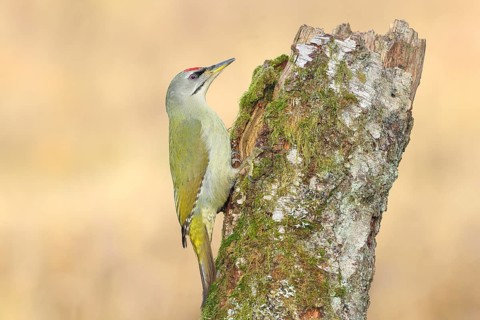 Grey-headed woodpecker (Picus canus), or great spotted woodpecker, male at a birch overgrown with