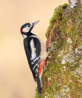 Great spotted woodpecker (Dendrocopus major), male on a birch overgrown with moss, wildlife,
