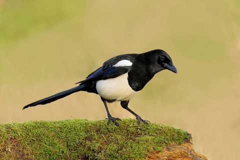 Magpie, (Pica pica) sitting on a moss-covered tree trunk, wildlife, corvid, nature photography,