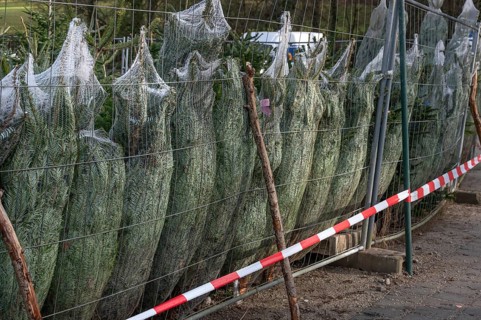 Christmas trees wrapped in nets for sale, Franconia, Bavaria, Germany