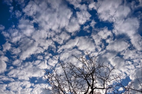 Clouds in the morning (Altocumulus stratiformis), silhouette of cherry tree in front, Bavaria,