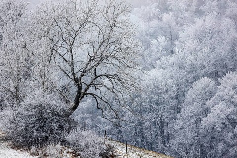 Winter landscape in the Swabian Jura. Bushes and forest with hoarfrost. Münsingen,