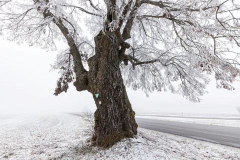 Lime tree, distinctive tree in the Heroldstatt district in the Swabian Jura. The Lindele natural