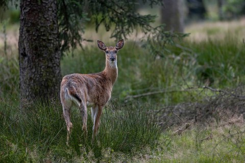A white-tailed deer (Odocoileus virginianus) female, eyes alert, released into the wild, Germany