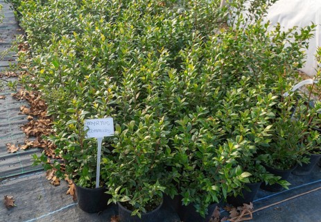 Myrtus Communis plants on display, Swann's nursery garden centre, Bromeswell, Woodbridge, Suffolk,