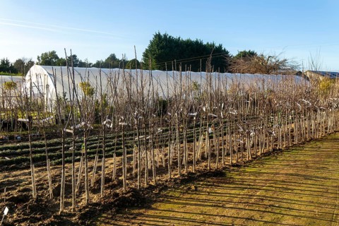 Line of trees on display, Swann's nursery garden centre, Bromeswell, Woodbridge, Suffolk, England,