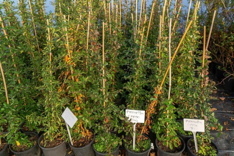 Pyracantha Orange Glow plants on display, Swann's nursery garden centre, Bromeswell, Woodbridge,