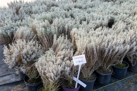 Santolina Incana plants on display, Swann's nursery garden centre, Bromeswell, Woodbridge, Suffolk,