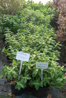 Cistus Sunset plants on display, Swann's nursery garden centre, Bromeswell, Woodbridge, Suffolk,