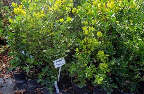 Euonymus Ovatus plants on display, Swann's nursery garden centre, Bromeswell, Woodbridge, Suffolk,