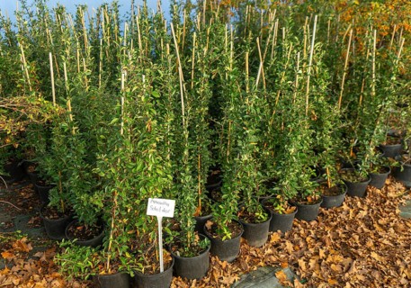 Pyracantha 'Soleil d'Or' plants on display, Swann's nursery garden centre, Bromeswell, Woodbridge,