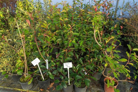 Photinia Red Robin plants on display, Swann's nursery garden centre, Bromeswell, Woodbridge,