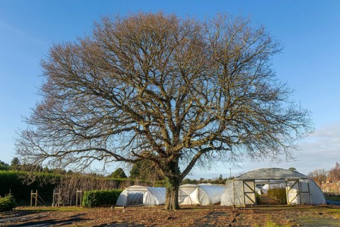 Mature leafless oak tree, Swann's nursery garden centre, Bromeswell, Woodbridge, Suffolk, England,