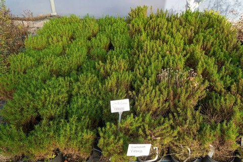 Santolina Virens plants on display, Swann's nursery garden centre, Bromeswell, Woodbridge, Suffolk,