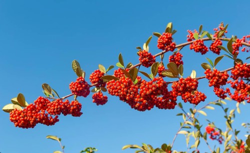 Red berries of Cotoneaster plant, Swann's nursery garden centre, Bromeswell, Woodbridge, Suffolk,