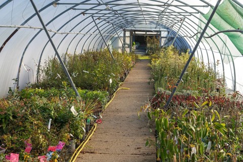 Plants growing inside polytunnel, Swann's nursery garden centre, Bromeswell, Woodbridge, Suffolk,