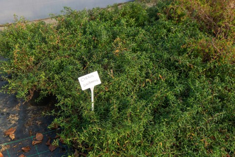 Cistus Lusitanicus plants on display, Swann's nursery garden centre, Bromeswell, Woodbridge,