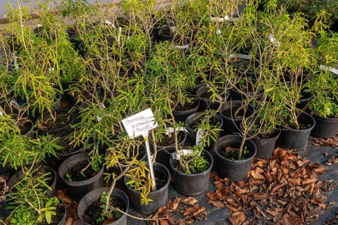Choisya Aztec Pearl plants on display, Swann's nursery garden centre, Bromeswell, Woodbridge,