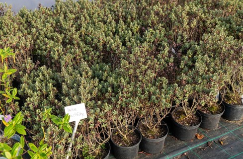Hebe Red Edge plants on display, Swann's nursery garden centre, Bromeswell, Woodbridge, Suffolk,