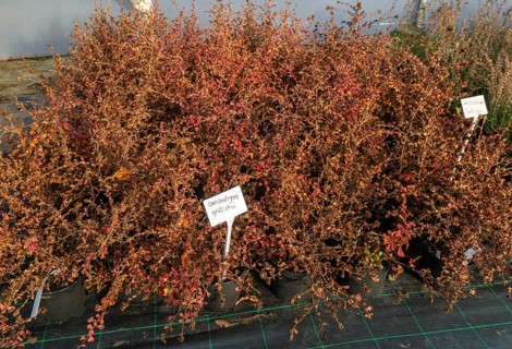 Ceratostigma griffithii plants on display, Swann's nursery garden centre, Bromeswell, Woodbridge,