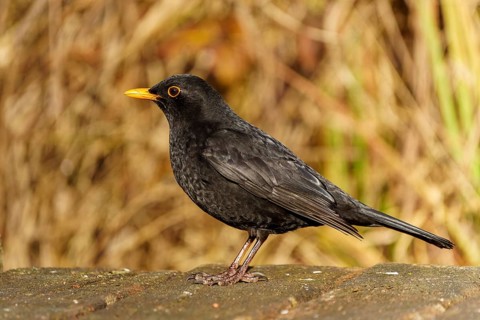 Blackbird sitting sideways with yellow beak on a wooden floor, background blurred, Blackbird