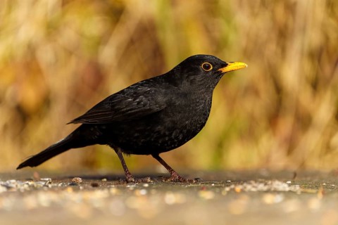 Side view of a blackbird with yellow beak on the ground, Blackbird (Turdus merula), wildlife,