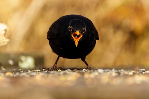 Blackbird with open beak feeding on the ground, in dynamic posture, Blackbird (Turdus merula),