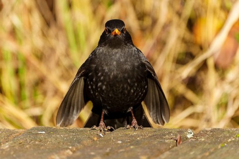 Frontal view of a blackbird with yellow beak on a wooden floor, Blackbird (Turdus merula),