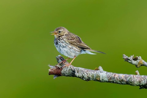A small bird sits on a branch and sings in the middle of a green environment, mountain pipit