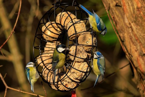 Different tit species at a round feeding station in a wooded background, blue tit (Cyanistes