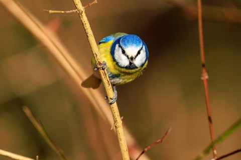 Blue tit sitting upright on a thin branch and looking forwards, Blue tit (Cyanistes caeruleus),