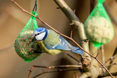 Blue tit eating from a tit dumpling on a bare tree branch, Blue tit (Cyanistes caeruleus),