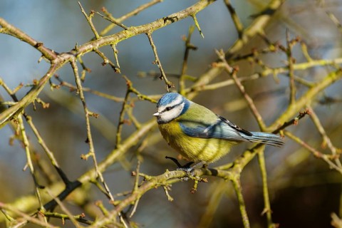A blue tit sitting on a thorny branch with blue sky, Blue tit (Cyanistes caeruleus), wildlife,