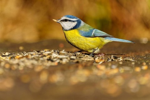 A blue tit eating seeds from the ground in the wild, blue tit (Cyanistes caeruleus), wildlife,