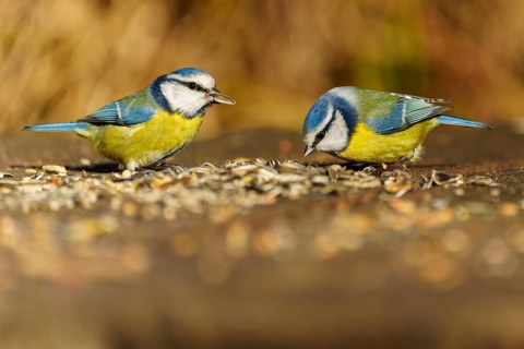 Two blue tits feeding on a wooden base, blue tit (Cyanistes caeruleus), wildlife, Germany