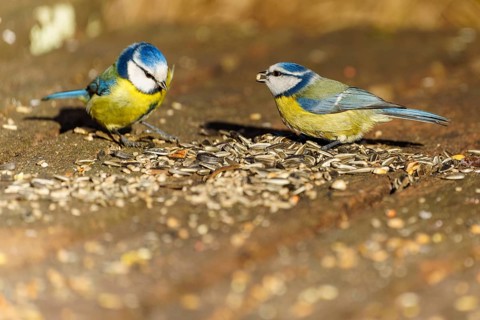 Two blue tits eating seeds on the ground in the wild, blue tit (Cyanistes caeruleus), wildlife,