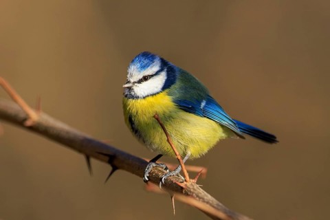 Blue tit sitting upright on a bare thorn branch with focus on the plumage, Blue tit (Cyanistes