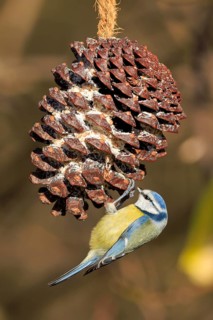 Blue tit pecking at a hanging pine cone in winter, Blue tit (Cyanistes caeruleus), wildlife,