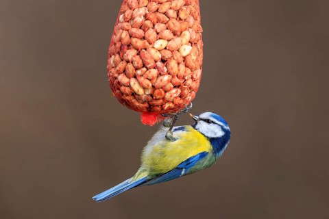 Blue tit hanging upside down from a net full of peanuts, Blue tit (Cyanistes caeruleus), wildlife,