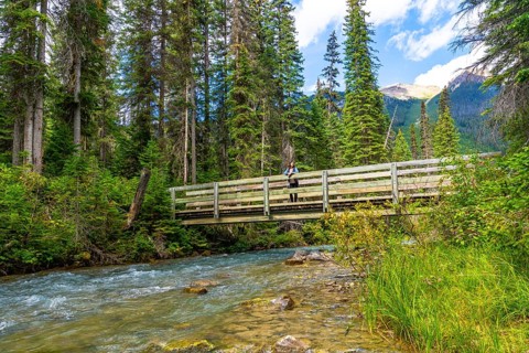 Tourist is standing on a wooden bridge over a pristine stream, admiring the natural beauty of