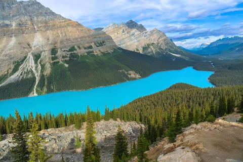 Turquoise water of peyto lake flows through a valley surrounded by mountains and forests in banff