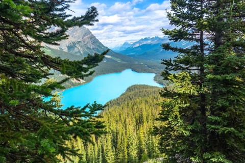 Turquoise peyto lake meanders through a valley, framed by majestic pine trees and mountain peaks in