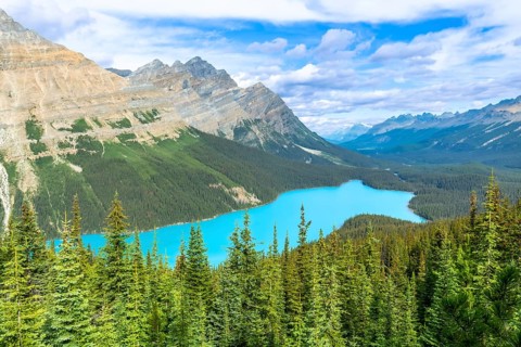 Turquoise peyto lake is shining under a cloudy sky, surrounded by lush vegetation and the imposing