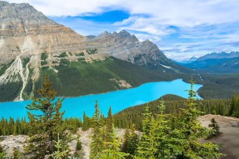 Turquoise peyto lake is shining under the summer sun in banff national park, surrounded by lush