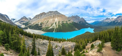 Panoramic view of turquoise peyto lake, surrounded by lush pine forests and towering mountains, a