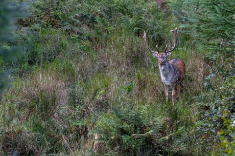 I can observe more and more fallow deer (Dama dama) in the vicinity of the main rutting ground,