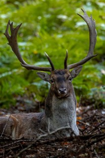 Rutting fallow deer (Dama dama) regularly leave the rutting ground to rest for a short time,