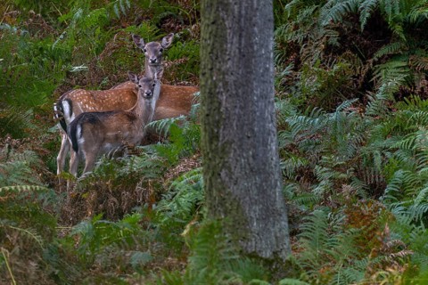 Again and again, small groups move into the sparse oak forest to eat the freshly fallen acorns,