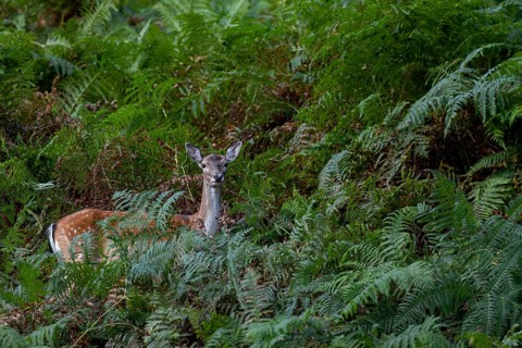 The Dama dama cannot resist the tempting offer of acorns, the upright fern fronds still cover the
