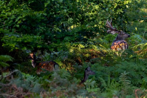 At the end of September, mature fallow deer (Dama dama) seek contact with the fallow deer, the